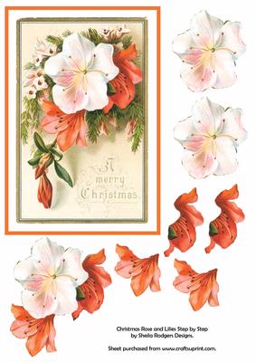 Christmas Rose and Lilies