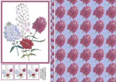 Verbena Flowers