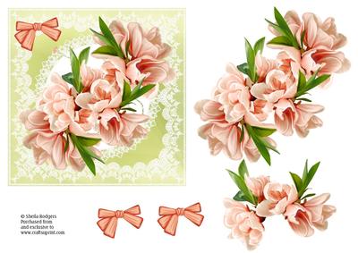 Pale Peach Magnolias on Lace