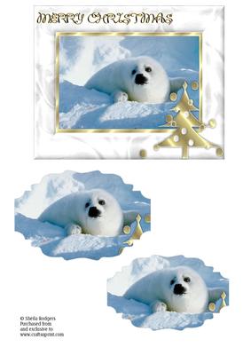 Christmas Harp Seal Pup