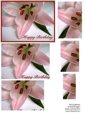 Pink Lily Birthday