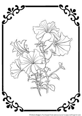 Digital Stamp - Petunias in Frame