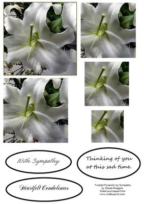 Twisted Pyramid Lily Sympathy