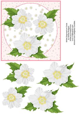 White Dogwood on Circle
