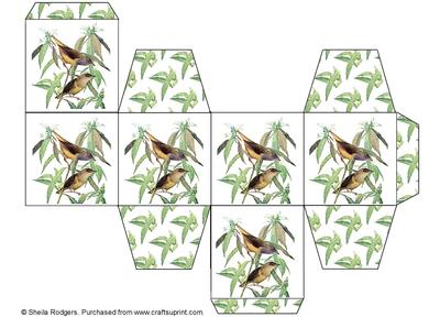 All in One Gift Box - Connecticut Warblers