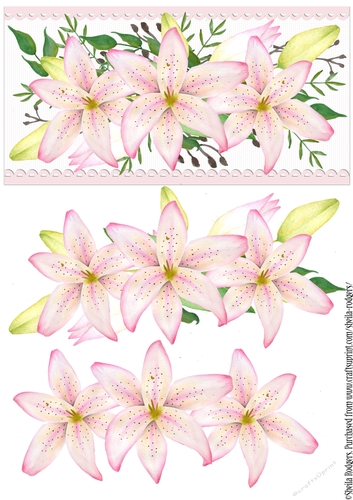 Pink Lilies Scallop Borders