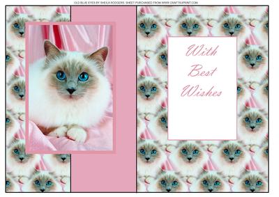 Old Blue Eyes (cat)