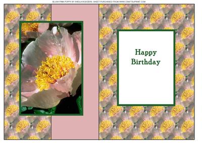 Blush Pink Poppy