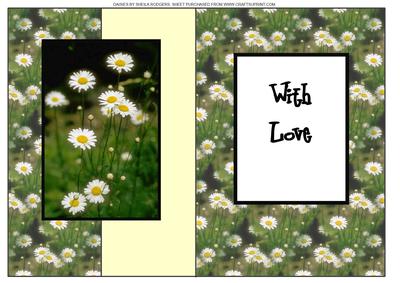 Daisies
