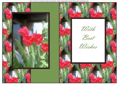 Red Tulips Fold Back