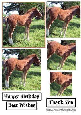 Brown Foal Twisted Pyramid