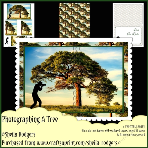 Photographing a Tree