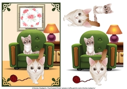 Curious Cats