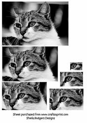 Black and White Cat