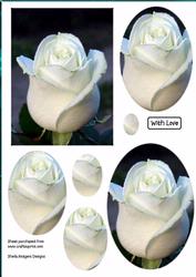 White Rosebud