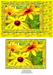 Black Eyed Susans