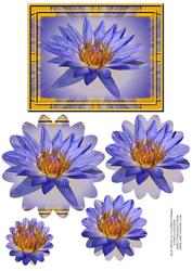 Blue Water Lily - Flower Pyramid