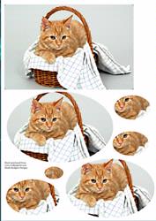 Cat in a Basket