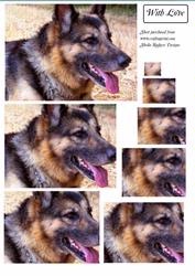 German Shepherd Dog