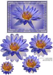 Blue Water Lily - Flower Pyramid 2