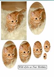 Ginger Kitten
