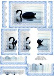 Evening Swan