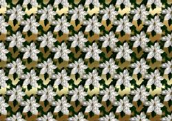 White Poinsettia on Gold