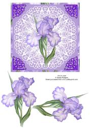 Iris on Lace