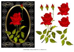 Red Rose on Black