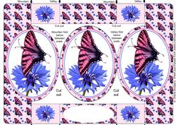 Butterfly on Cornflower