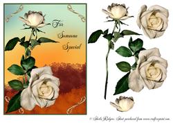 Cream Roses