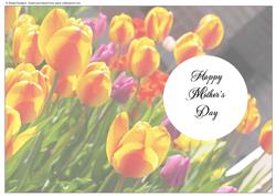 Tulips Insert Mother's Day