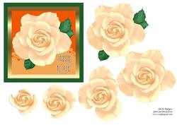 Apricot Rose