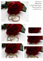 Red Rose and Wedding Rings