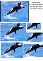 Leaping Whale