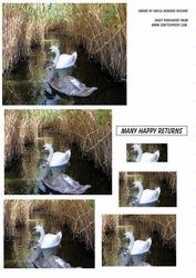Swans