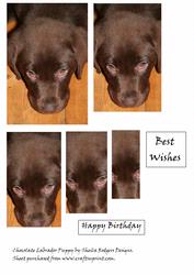 Chocolate Labrador Puppy
