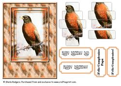 American Robin