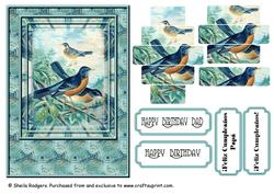 American Robins 2