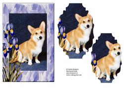 Corgi with Irises