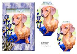 Dachshund with Irises