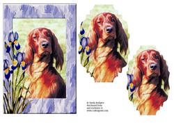 Red Setter with Irises