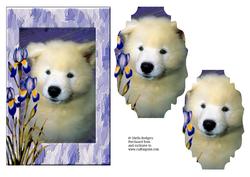 White Samoyed Puppy with Irises