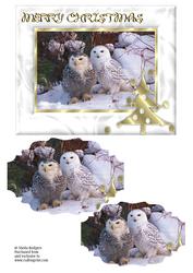 Owls in Snow