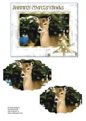 Snow Nosed Deer