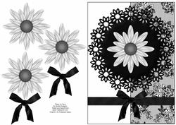 Daisy on Lace