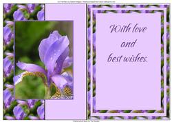 Iris Fold Back