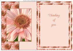 Pink Daisy Fold Back