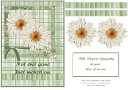 White Daisy Sympathy