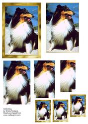 Collie Dog